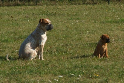 Continental Bulldog Bulldogman's Haja's Paula bei den Seeblickbulls