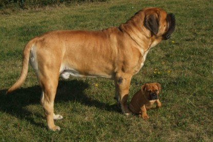 Continental Bulldog Bulldogman's Haja's Paula bei den Seeblickbulls