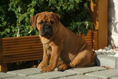 Continental Bulldog Bulldogman's Haja's Paula bei den Seeblickbulls