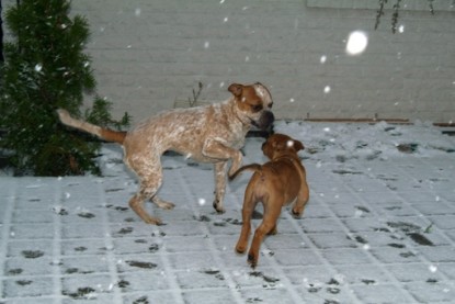 Continental Bulldogs Seeblickbulls Bilderalbum - Paulas erster Schnee