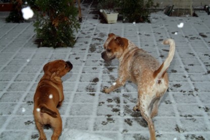 Continental Bulldogs Seeblickbulls Bilderalbum - Paulas erster Schnee