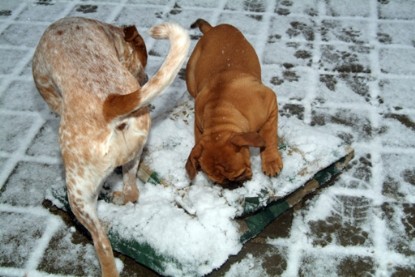 Continental Bulldogs Seeblickbulls Bilderalbum - Paulas erster Schnee