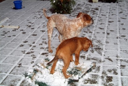 Continental Bulldogs Seeblickbulls Bilderalbum - Paulas erster Schnee