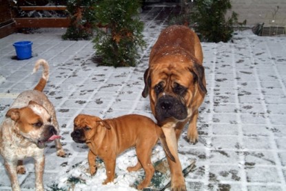 Continental Bulldogs Seeblickbulls Bilderalbum - Paulas erster Schnee