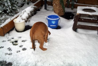 Continental Bulldogs Seeblickbulls Bilderalbum - Paulas erster Schnee