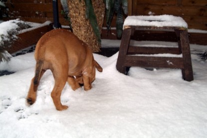 Continental Bulldogs Seeblickbulls Bilderalbum - Paulas erster Schnee