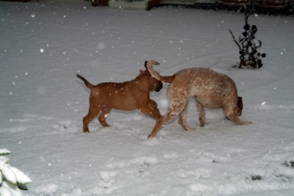 Continental Bulldogs Seeblickbulls Bilderalbum - Paulas erster Schnee