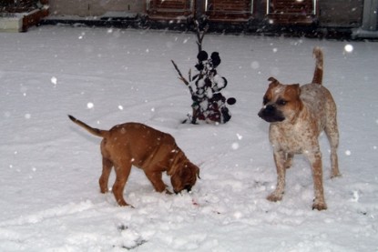 Continental Bulldogs Seeblickbulls Bilderalbum - Paulas erster Schnee