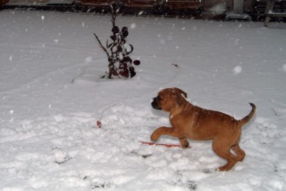 Continental Bulldogs Seeblickbulls Bilderalbum - Paulas erster Schnee