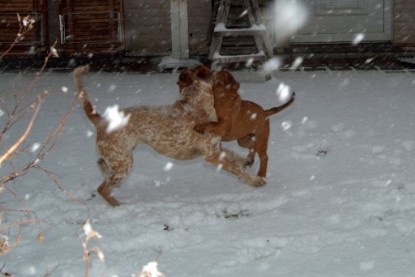 Continental Bulldogs Seeblickbulls Bilderalbum - Paulas erster Schnee