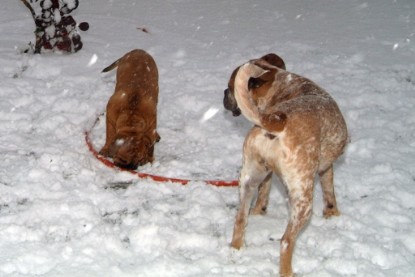 Continental Bulldogs Seeblickbulls Bilderalbum - Paulas erster Schnee