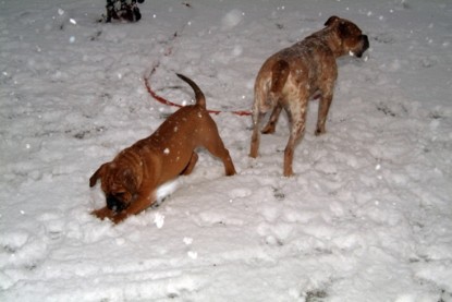 Continental Bulldogs Seeblickbulls Bilderalbum - Paulas erster Schnee