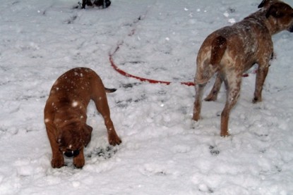 Continental Bulldogs Seeblickbulls Bilderalbum - Paulas erster Schnee