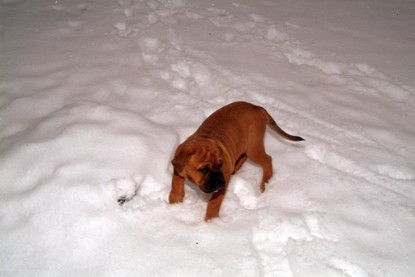 Continental Bulldogs Seeblickbulls Bilderalbum - Paulas erster Schnee