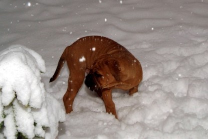 Continental Bulldogs Seeblickbulls Bilderalbum - Paulas erster Schnee