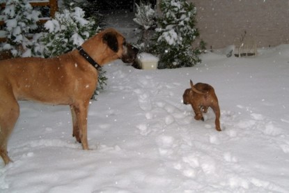 Continental Bulldogs Seeblickbulls Bilderalbum - Paulas erster Schnee