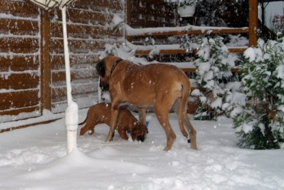 Continental Bulldogs Seeblickbulls Bilderalbum - Paulas erster Schnee