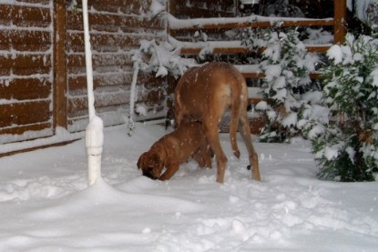 Continental Bulldogs Seeblickbulls Bilderalbum - Paulas erster Schnee