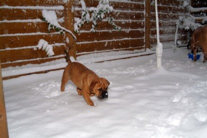 Continental Bulldogs Seeblickbulls Bilderalbum - Paulas erster Schnee