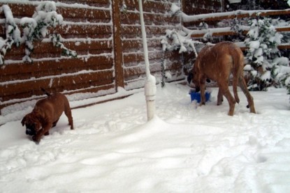 Continental Bulldogs Seeblickbulls Bilderalbum - Paulas erster Schnee