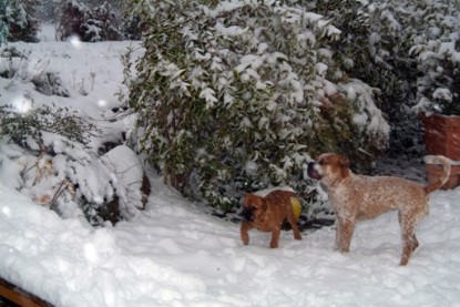 Continental Bulldogs Seeblickbulls Bilderalbum - Paulas erster Schnee