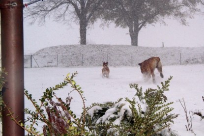 Continental Bulldogs Seeblickbulls Bilderalbum - Paulas erster Schnee