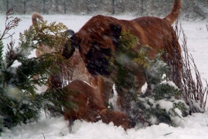 Continental Bulldogs Seeblickbulls Bilderalbum - Paulas erster Schnee