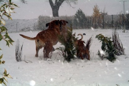 Continental Bulldogs Seeblickbulls Bilderalbum - Paulas erster Schnee