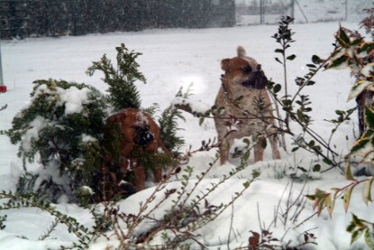 Continental Bulldogs Seeblickbulls Bilderalbum - Paulas erster Schnee