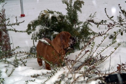 Continental Bulldogs Seeblickbulls Bilderalbum - Paulas erster Schnee