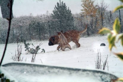 Continental Bulldogs Seeblickbulls Bilderalbum - Paulas erster Schnee