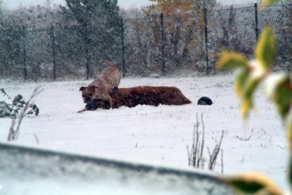 Continental Bulldogs Seeblickbulls Bilderalbum - Paulas erster Schnee