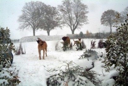 Continental Bulldogs Seeblickbulls Bilderalbum - Paulas erster Schnee