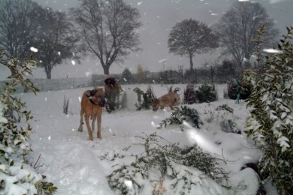 Continental Bulldogs Seeblickbulls Bilderalbum - Paulas erster Schnee