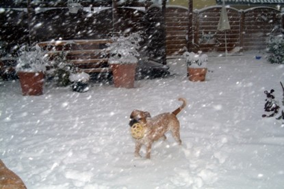 Continental Bulldogs Seeblickbulls Bilderalbum - Paulas erster Schnee