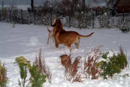 Continental Bulldogs Seeblickbulls Bilderalbum - Paulas erster Schnee