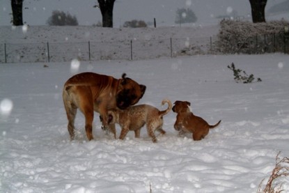 Continental Bulldogs Seeblickbulls Bilderalbum - Paulas erster Schnee