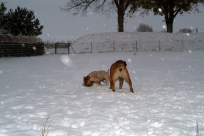 Continental Bulldogs Seeblickbulls Bilderalbum - Paulas erster Schnee