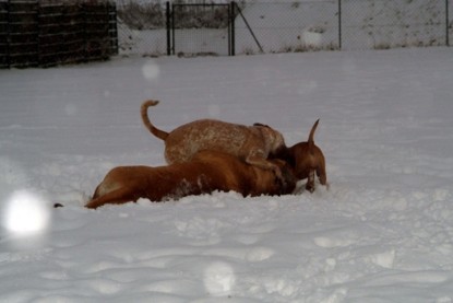 Continental Bulldogs Seeblickbulls Bilderalbum - Paulas erster Schnee