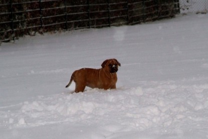 Continental Bulldogs Seeblickbulls Bilderalbum - Paulas erster Schnee