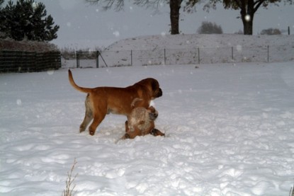 Continental Bulldogs Seeblickbulls Bilderalbum - Paulas erster Schnee