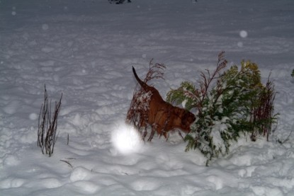 Continental Bulldogs Seeblickbulls Bilderalbum - Paulas erster Schnee