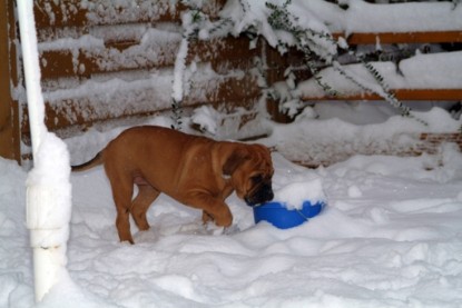 Continental Bulldogs Seeblickbulls Bilderalbum - Paulas erster Schnee