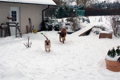 Continental Bulldogs Seeblickbulls Bilderalbum - Dezember 2009