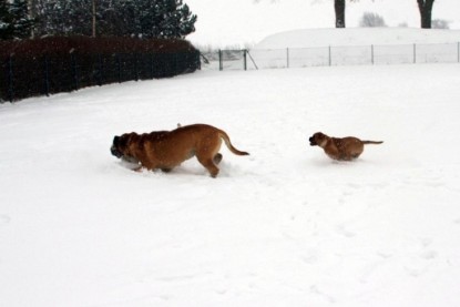 Continental Bulldogs Seeblickbulls Bilderalbum - Dezember 2009