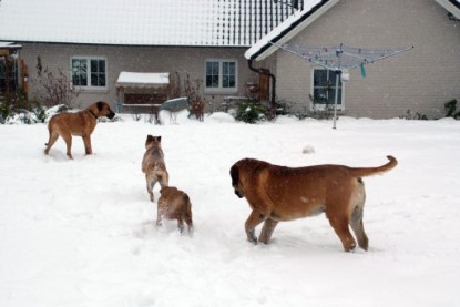 Continental Bulldogs Seeblickbulls Bilderalbum - Dezember 2009