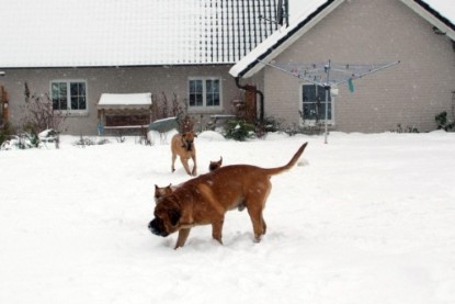 Continental Bulldogs Seeblickbulls Bilderalbum - Dezember 2009