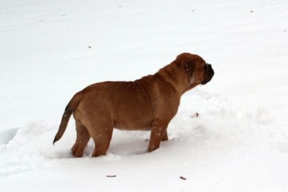 Continental Bulldogs Seeblickbulls Bilderalbum - Dezember 2009