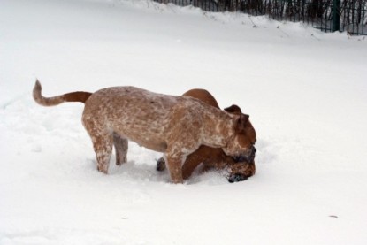 Continental Bulldogs Seeblickbulls Bilderalbum - Dezember 2009