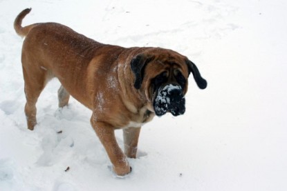 Continental Bulldogs Seeblickbulls Bilderalbum - Dezember 2009